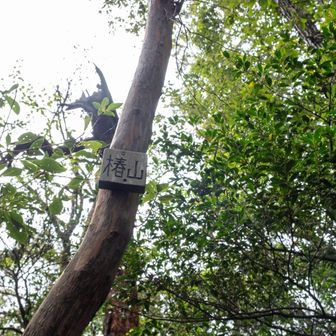 今回最後に踏んだピークの【椿山】。　
『京路戸峠』まで頑張ろうと思っていましたが、諦めてここから関東ふれあいの道で戻りました。
