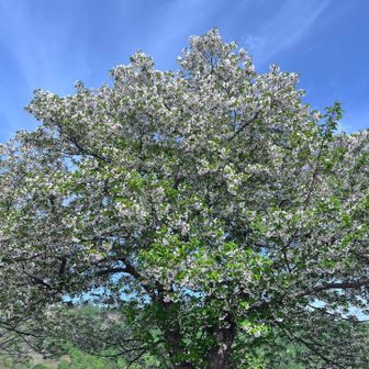 花も葉っぱも
(*´艸`)