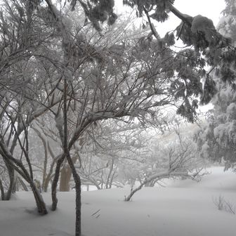 やっぱりボースケ