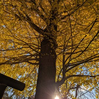 圧巻のイチョウの木