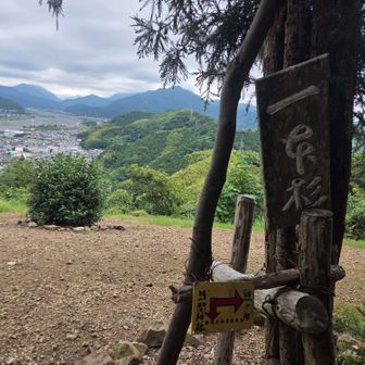 一本杉