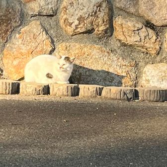 この猫ちゃん　めちゃくちゃ可愛い鳴き声してます😻
