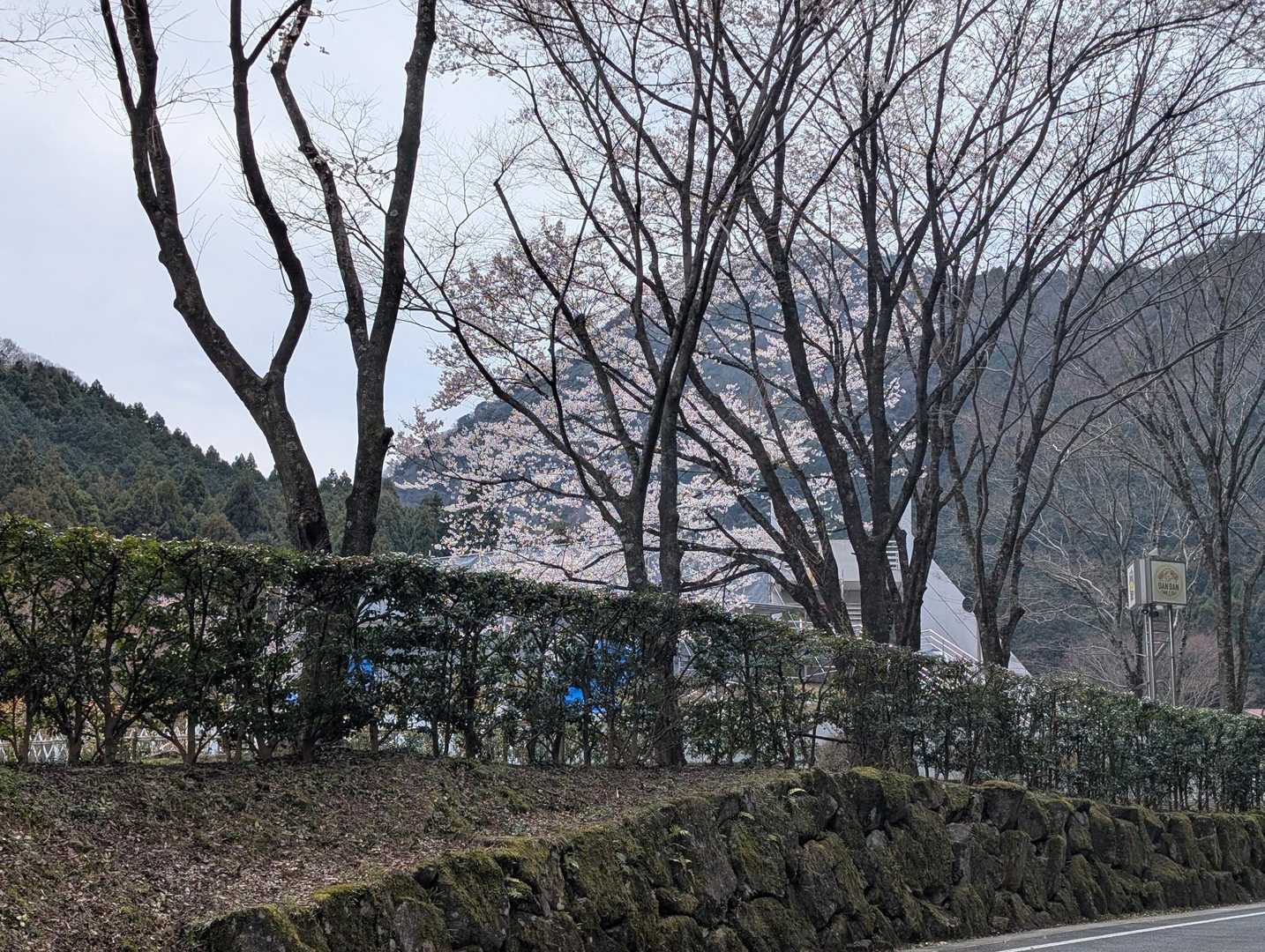 下山後のキャンプ場の桜🌸