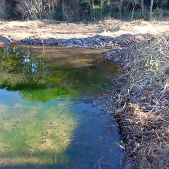 冬水田んぼに氷が張った。向こうのほうには霜柱らしいものも見える。