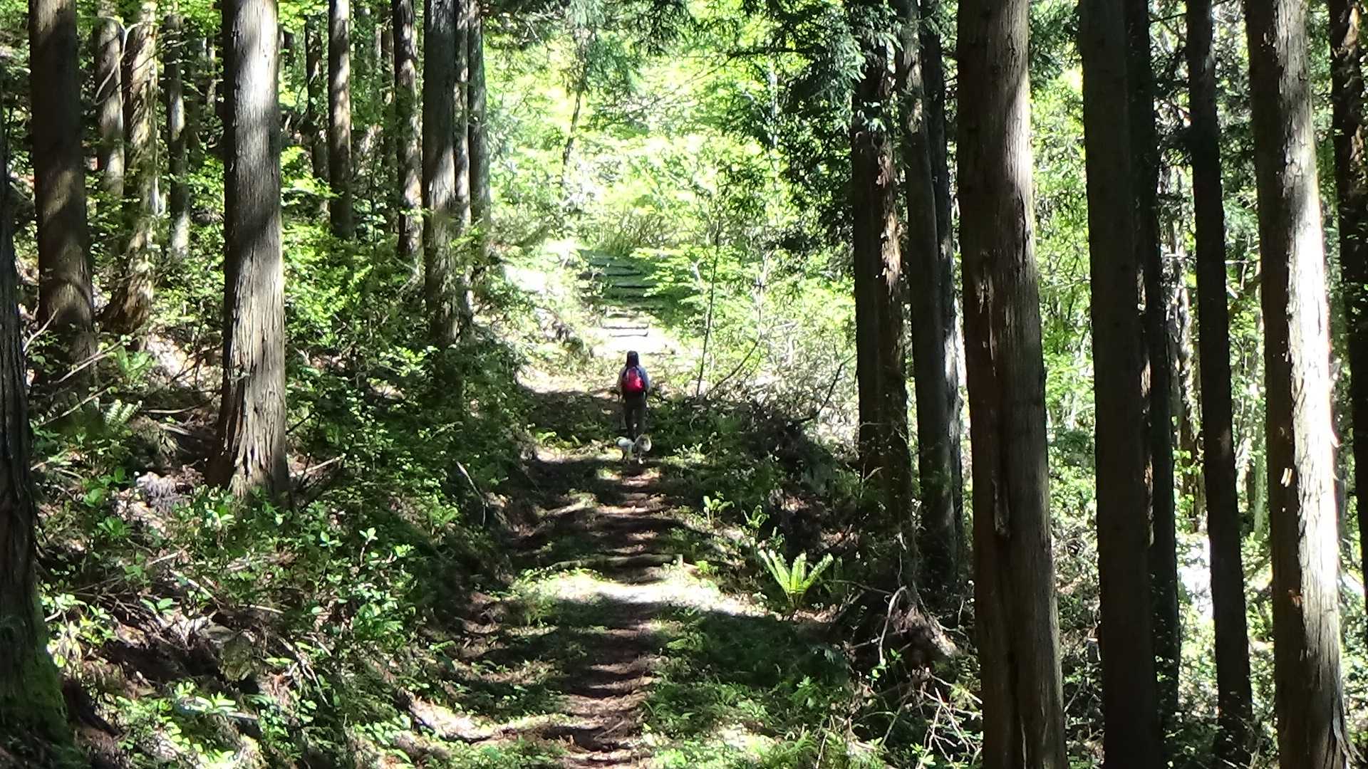 樹林は涼しい