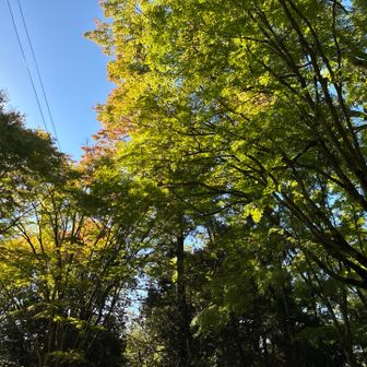 紅葉が色づき始め🍁