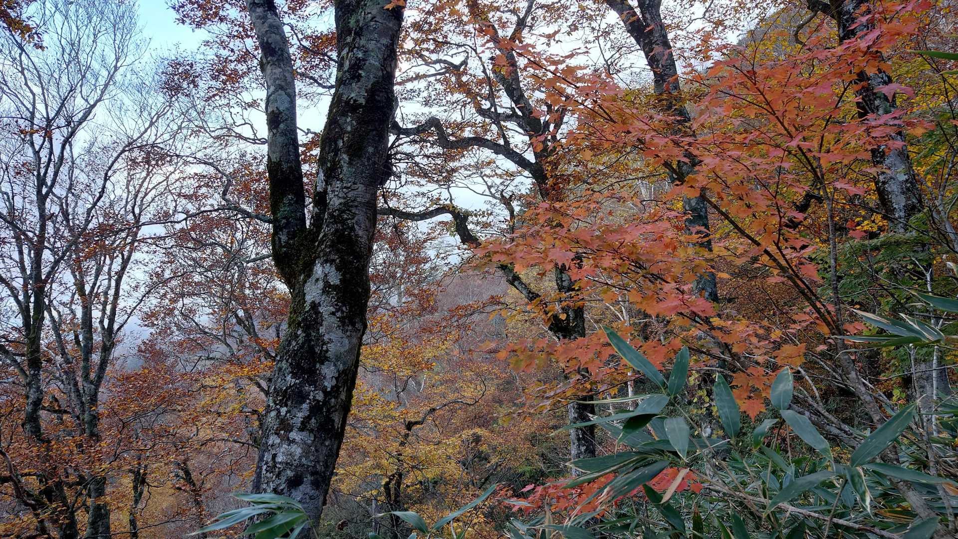 この弥勒尾根新道がまた紅葉が素晴らしかったです！