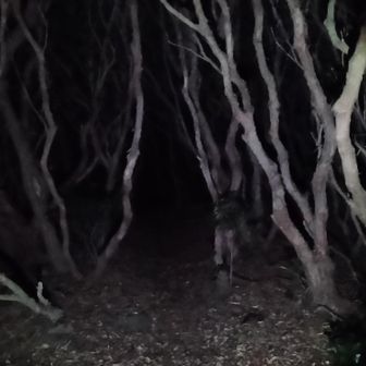 夜は低木の密なのが「魔女の森🪾🧙‍♀️」って感じですね🤭