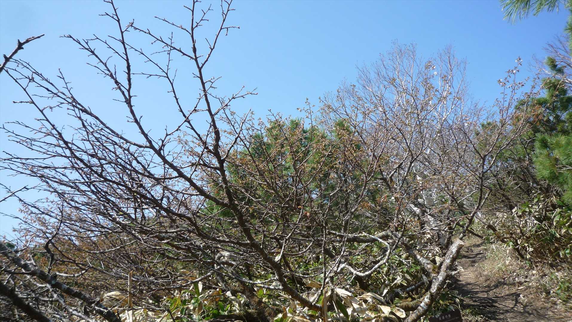 やはり天涯の桜はあまり咲かないようです　数輪咲いていましたが、蕾は殆ど無く、咲いた形跡もありませんでした