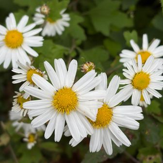 鈴鹿山系では咲いている場所、他に知らないです🤔
今年もお元気🌼🌼🌼🌼🌼
https://ja.wikipedia.org/wiki/%E3%83%AA%E3%83%A5%E3%82%A6%E3%83%8E%E3%82%A6%E3%82%AE%E3%82%AF