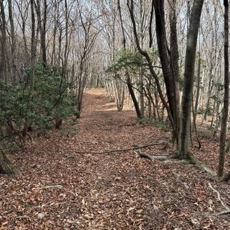 急登の先は、ふかふかな、たいら道