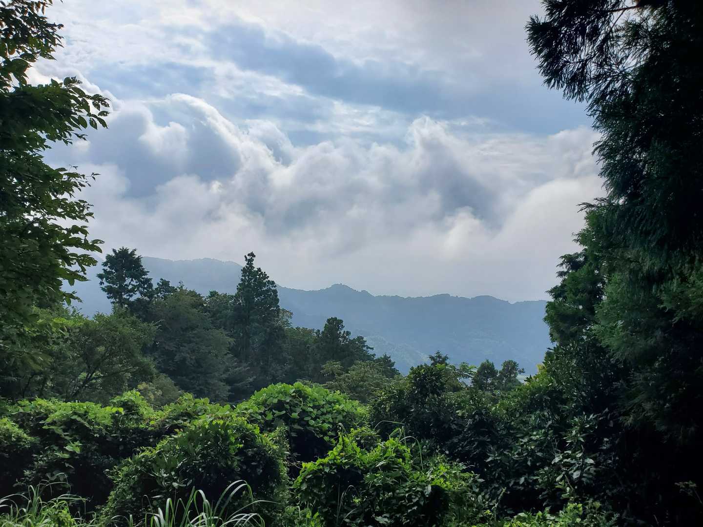 鞍掛峠-満観峰-大ベラ山-高草山 周回コースの写真