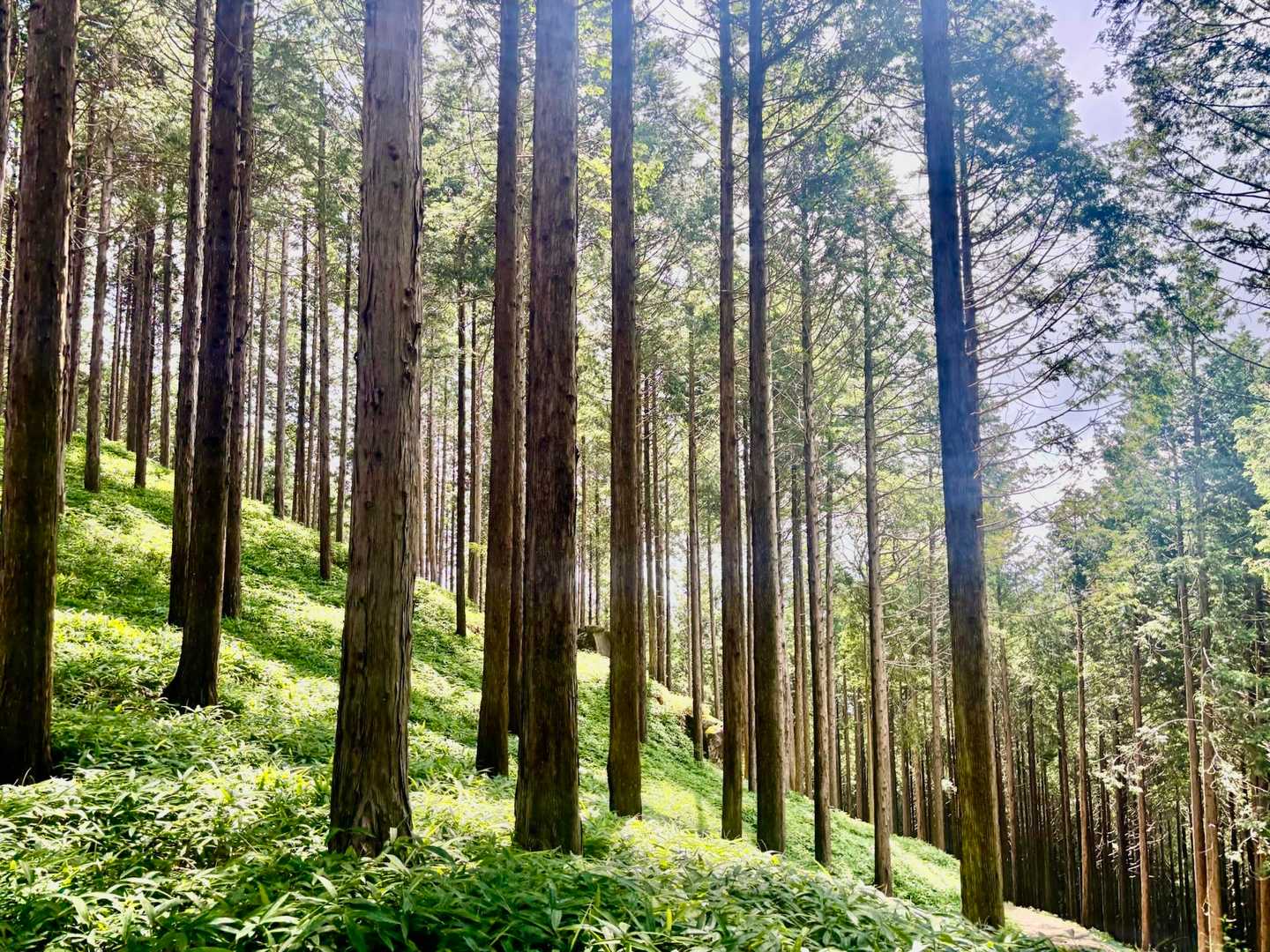 笠置山 周回コースの写真