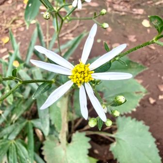 シラヤマギク（白山菊）
　　　キク科シオン属

茎は高く伸び上がり白い菊の花をまばらにつけます。茎の下部から出る葉は葉身の形は卵心形で長さ9-24cmで先端は短く突き出して尖るので他のシオン属と区別は容易です。また、舌状花は6枚前後でこの類では少ない方です