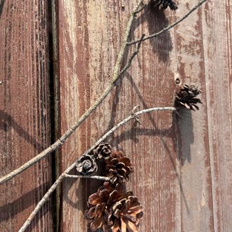 松ぼっくり拾いをしました✨😁