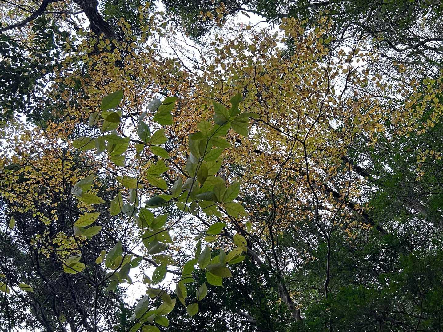 まだ紅葉が残ってます🍁