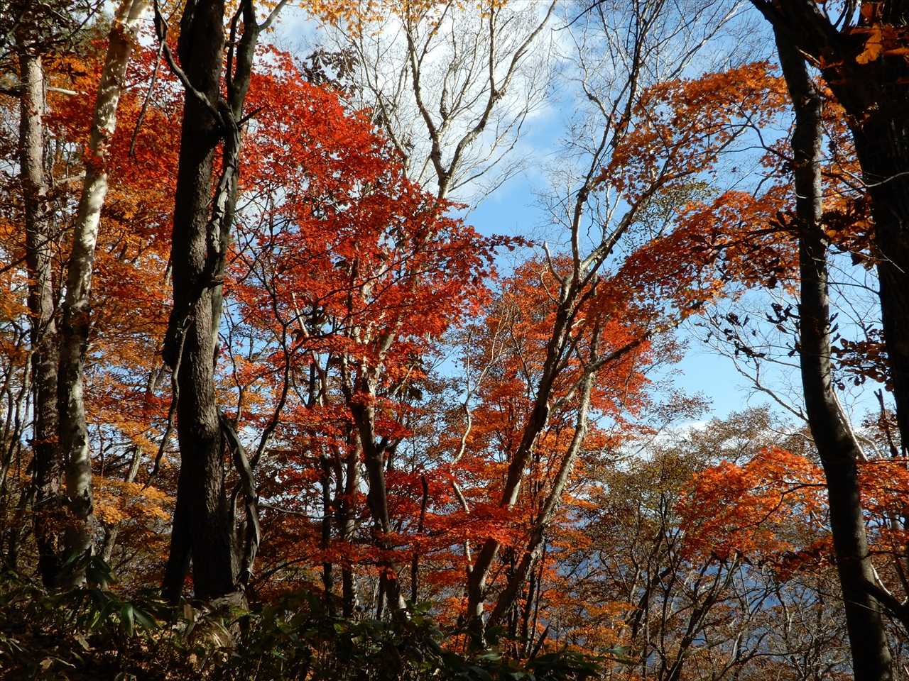 大峰沼登山口-大峰山-吾妻耶山 周回コースの写真