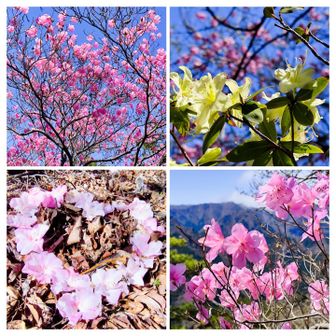 アカヤシオとヒカゲツツジ咲く ひとぼし山 / いっけんさんの登山データ