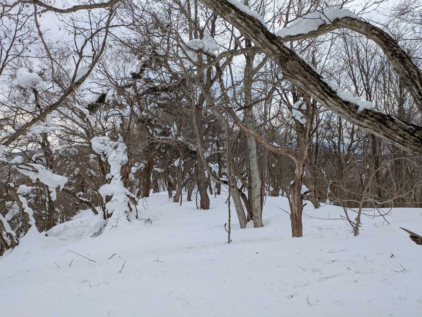 登山道　尾根を歩いていくみたいです