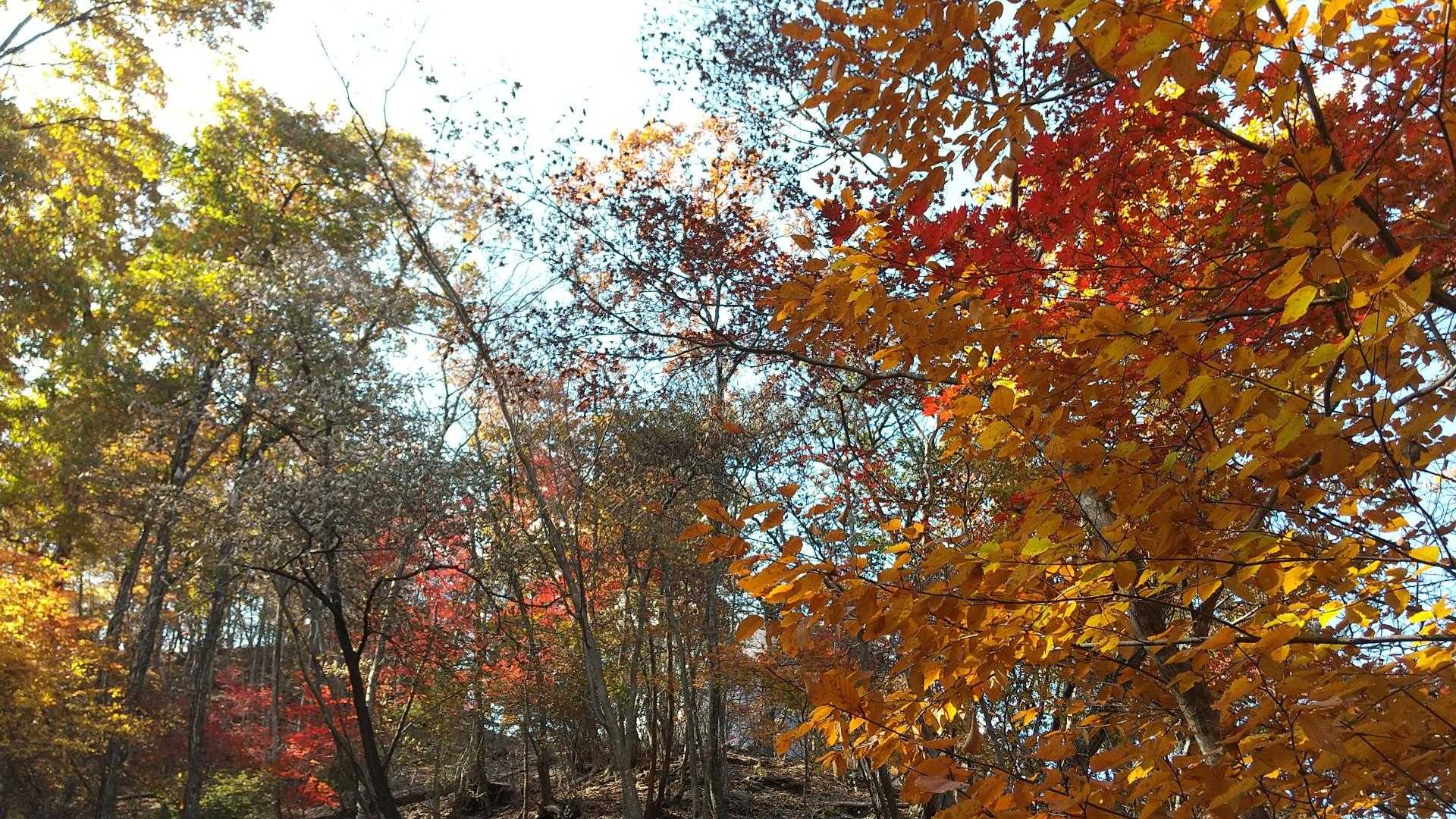 尾根道は紅葉のトンネル
春はアカヤシオのトンネル 初夏はツツジのトンネルです