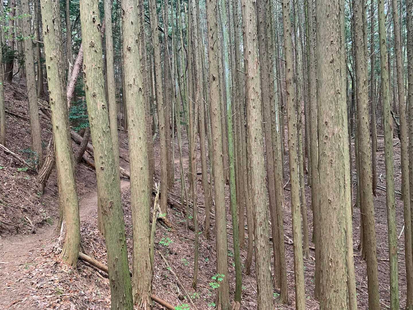 芦屋川駅-雨ヶ峠-六甲山-六甲越-水無山-船坂峠-大谷乗越 縦走コースの写真