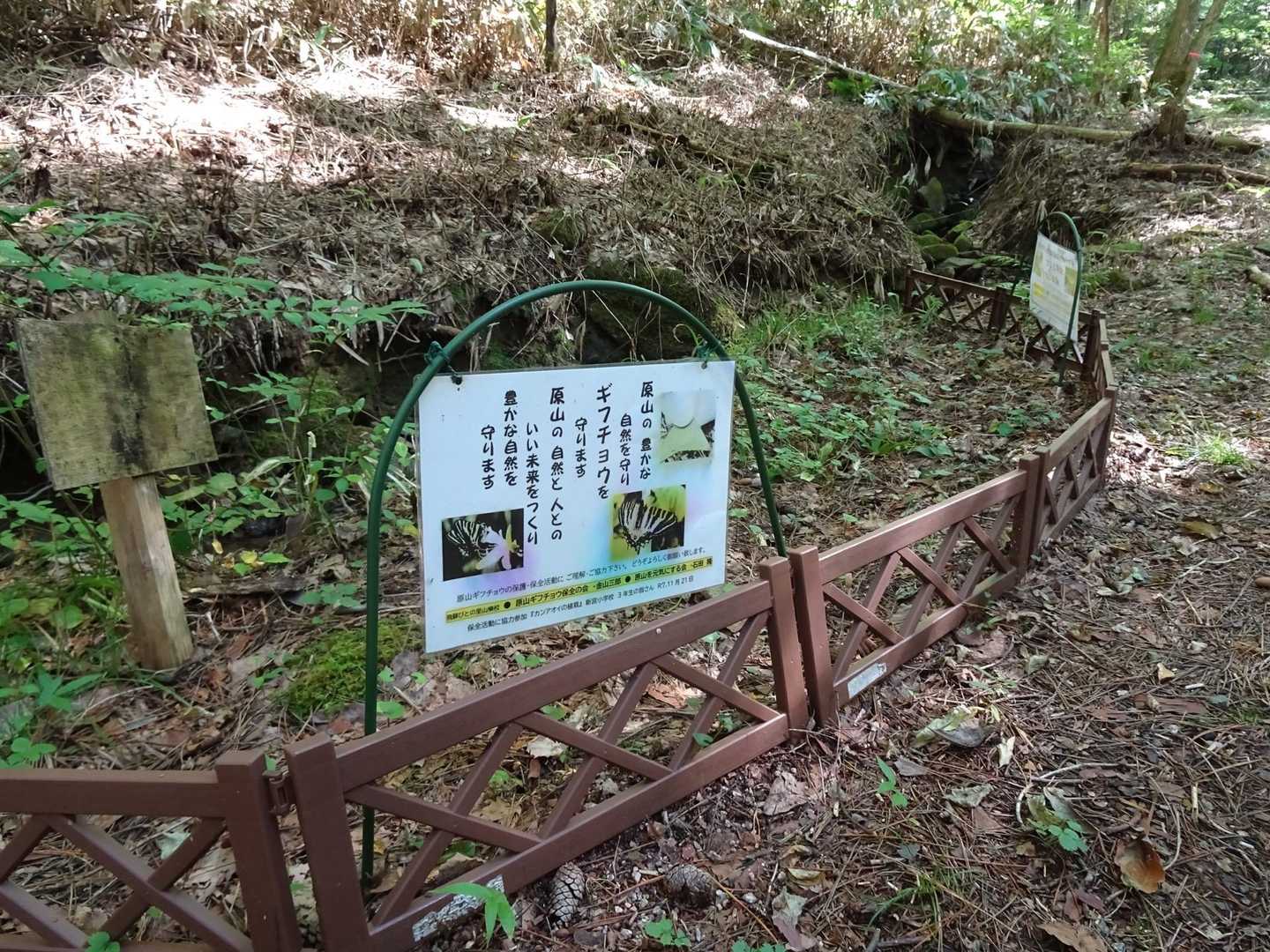 ギフチョウが守られている🦋