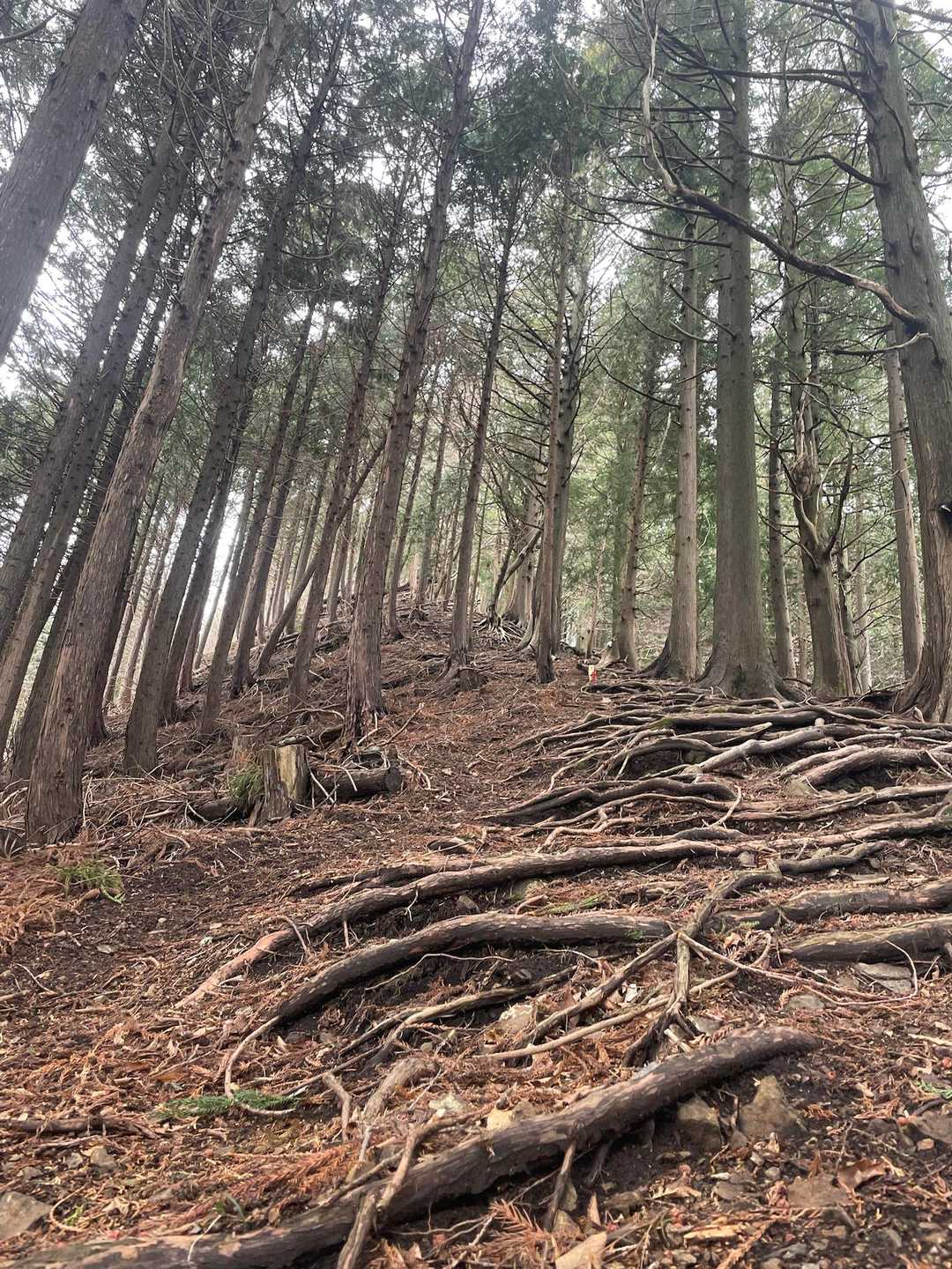 太平登山口-高取山-華厳山-経ヶ岳 往復コースの写真