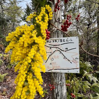【十畳岩ルート入口(小田山南口)】
残りの百名山は遠いので今回の登山は旬を愛でに来ました😌登山口にミモザ(✖️アカシア)が飾られてて胸が高鳴ります💛