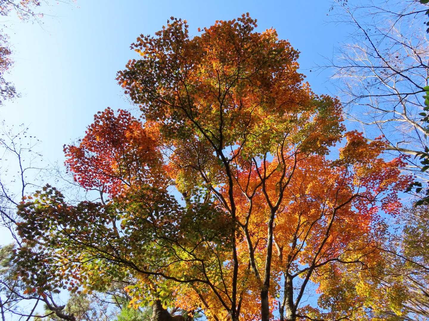 登山道沿いの綺麗な紅葉