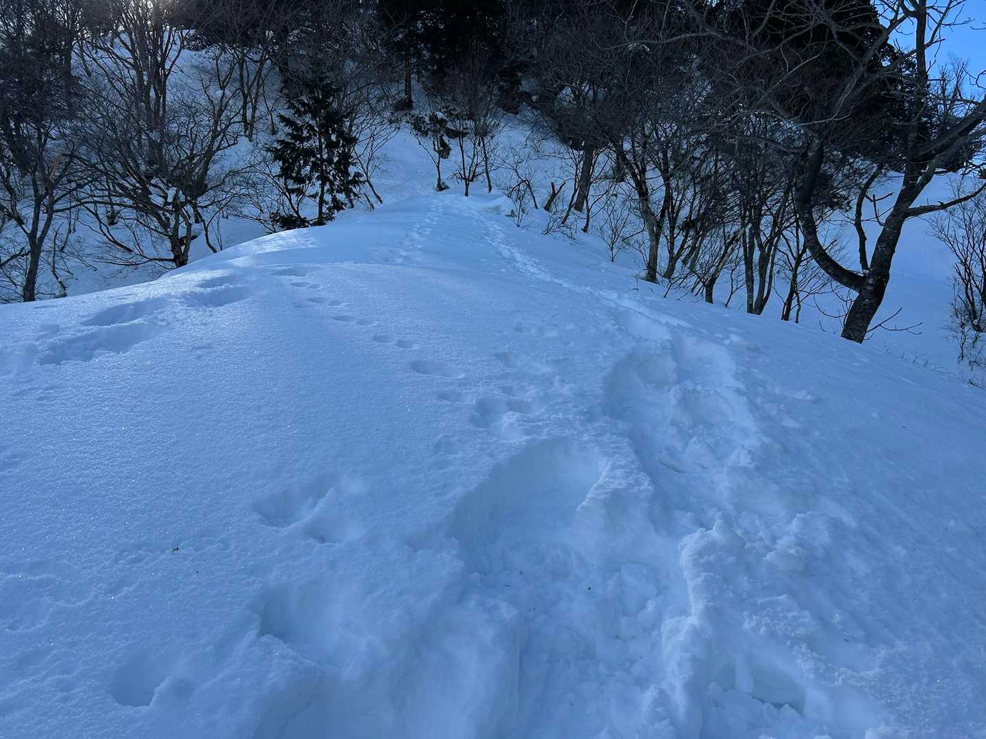 藤波谷登山口-権現山 往復コースの写真