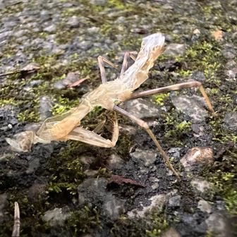 カマキリの抜け殻いた👀