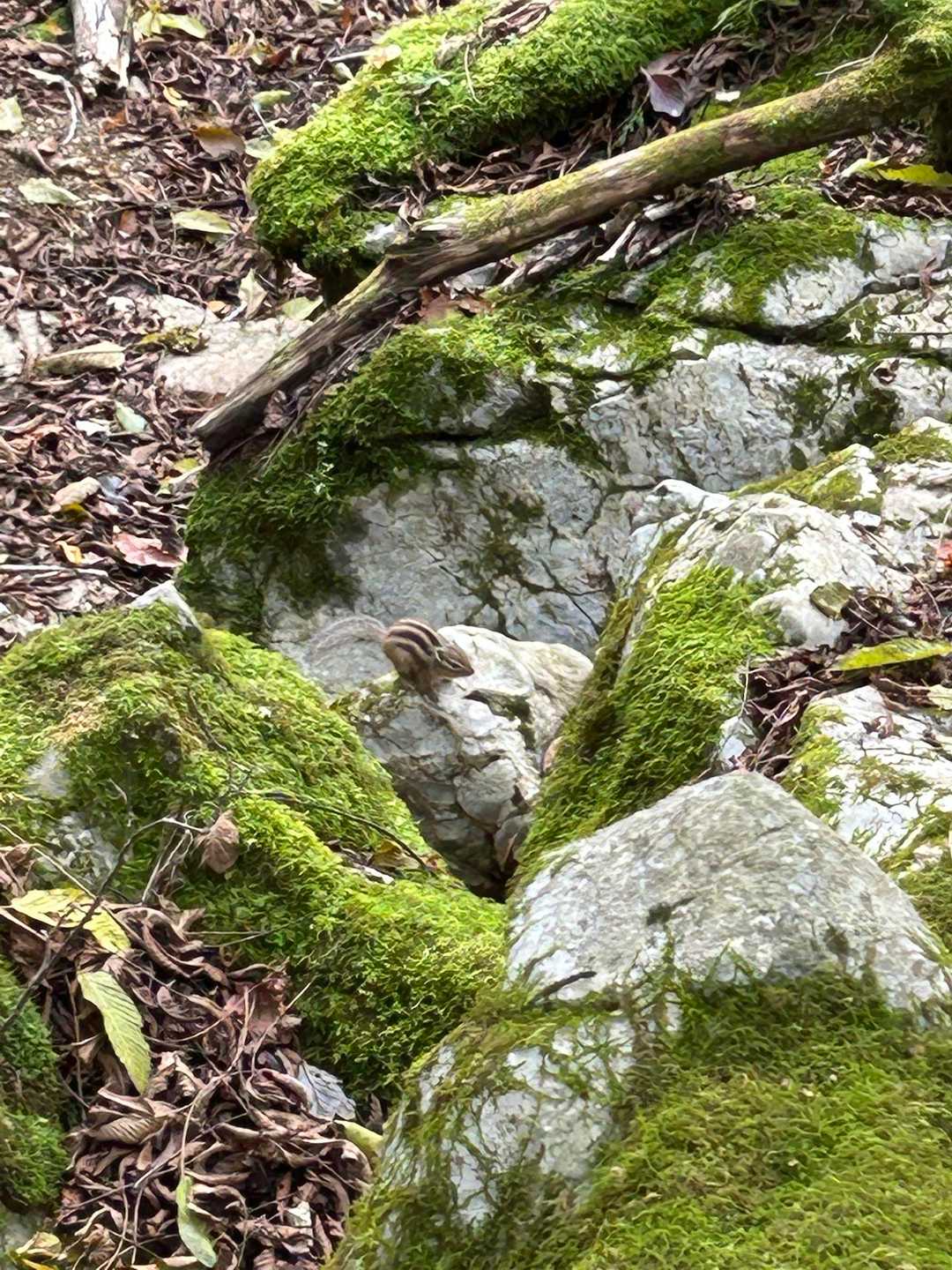 おでましだーい🐿