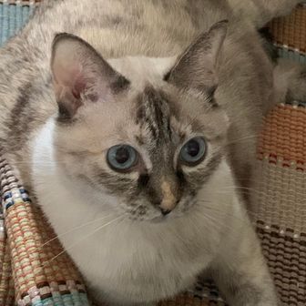 ひろぷぅ