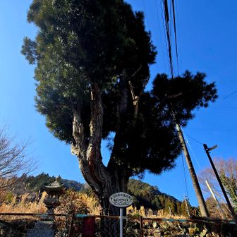 コウヤマキの大木と秋葉石灯籠