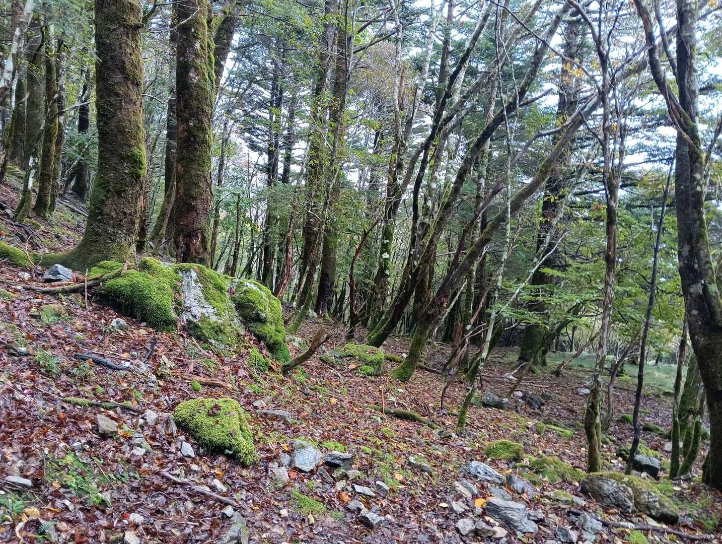 丸笹山 周回コースの写真