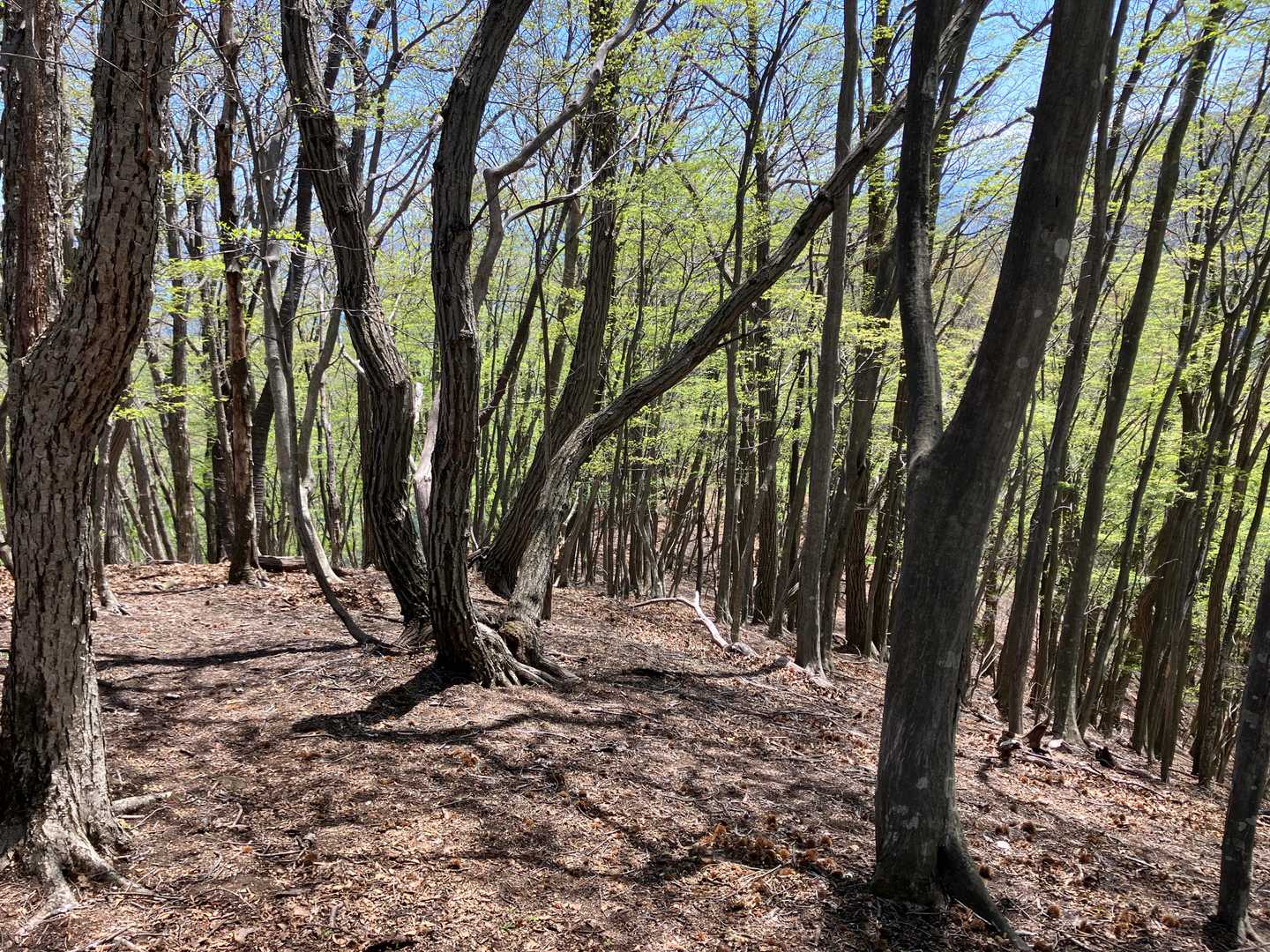 YAMAPによると、山頂へ向かうために左折せず、まっすぐ進むと３分で行けるポイントがあります。ビューポイントかなあ。でもこんな感じ。もちょっと下ると、平で開けた場所が見えています。日当たりもよく泊地にいいと思います。