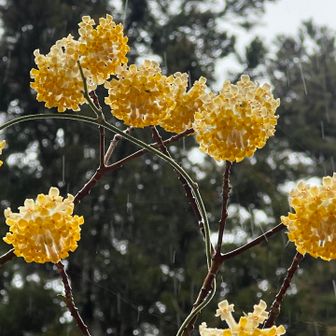 見上げるとミツマタが浮いてるように見える😍