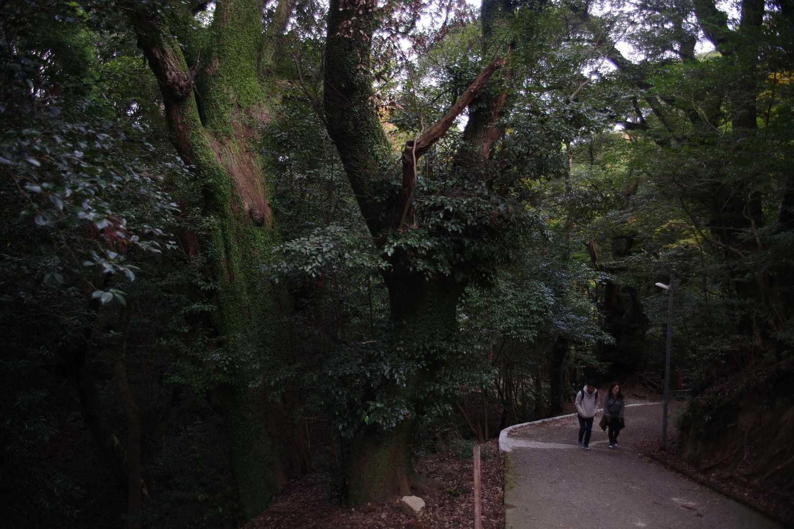 更に降ります
