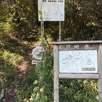 ここから林道歩き
