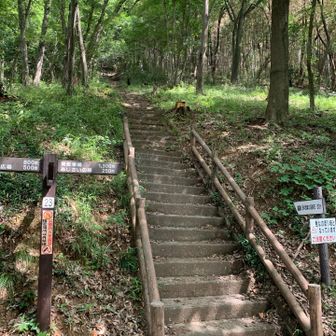 舗装路で巻くことも出来ますが、直登の階段で登ります。