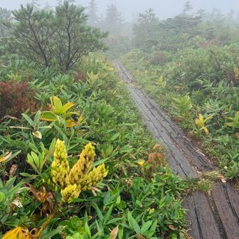風はないし、寒くもないし、
雨も小雨だし、歩けちゃう🤣