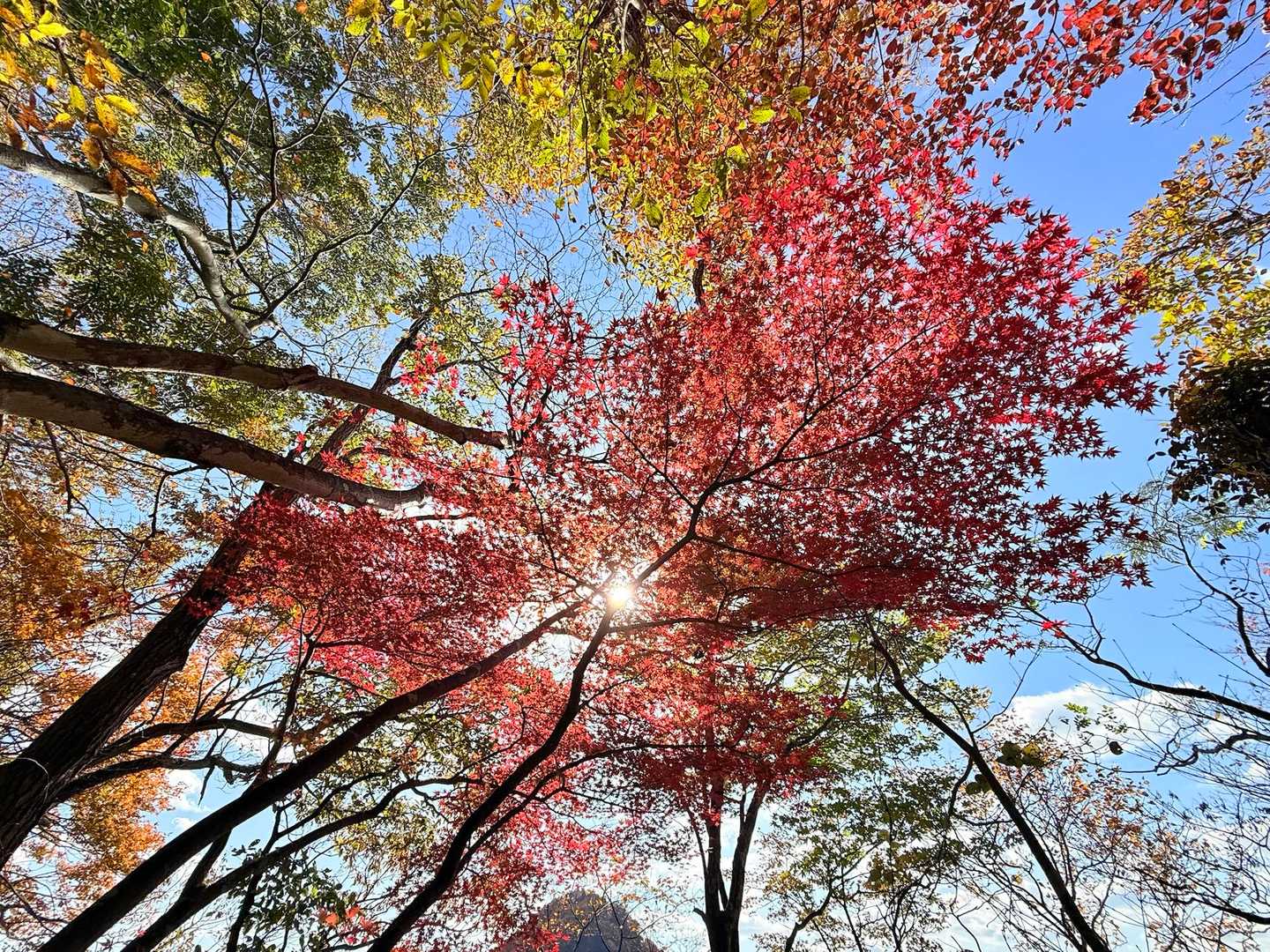 🍁