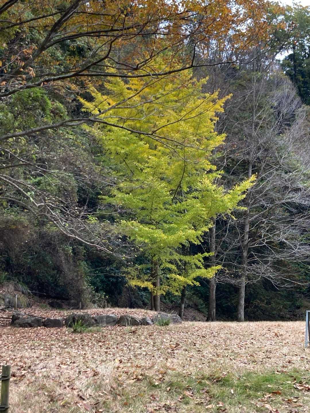 だいぶ色づいてきた。🍁