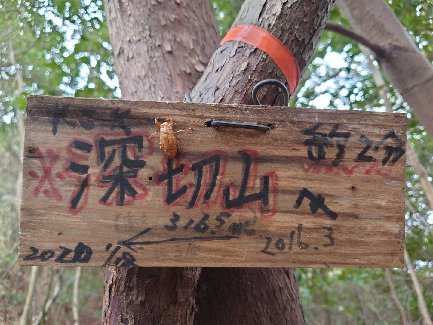 葉山の手前まで戻り、深切山へ向かう
セミの抜け殻、頑張ってる

道間違いして、正規コースに戻る😅