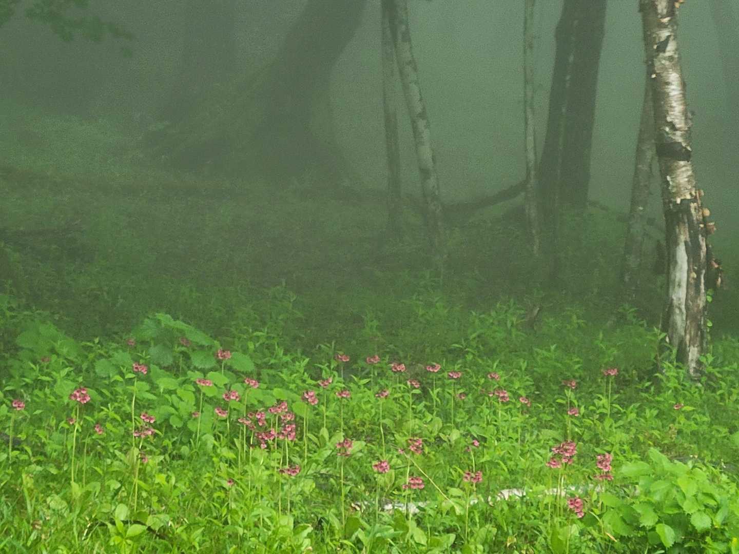 小屋裏にはクリンソウの群落
