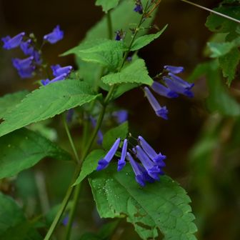 上の花びらは4つに裂けて立ち上がり濃い紫色の斑点がある。下の花びらは2つに裂けて前方につき出し、ふちは内側に巻いている。この部分に昆虫がとまると雄しべと雌しべが顔を出す構造になっており、確実に花粉がついて運んでもらえる🐝