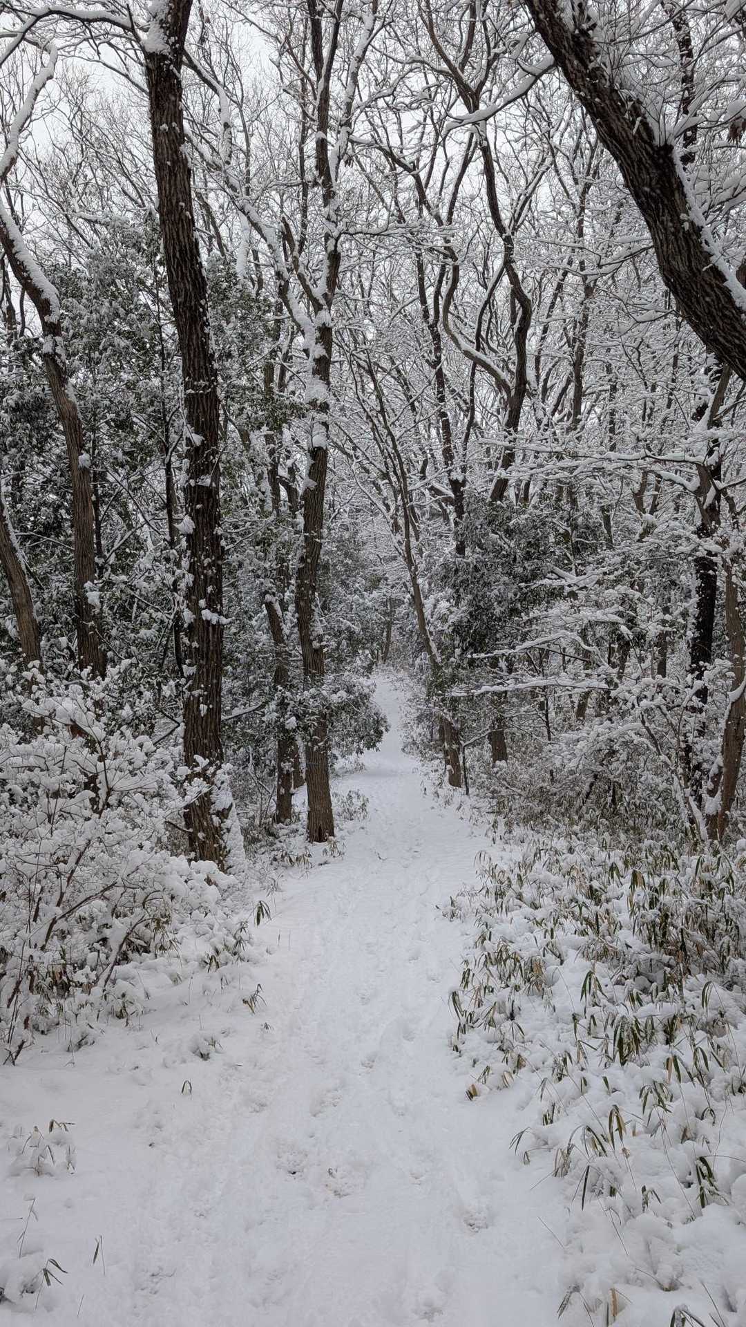 中岳に向かうこの道は雪がなくても好きです