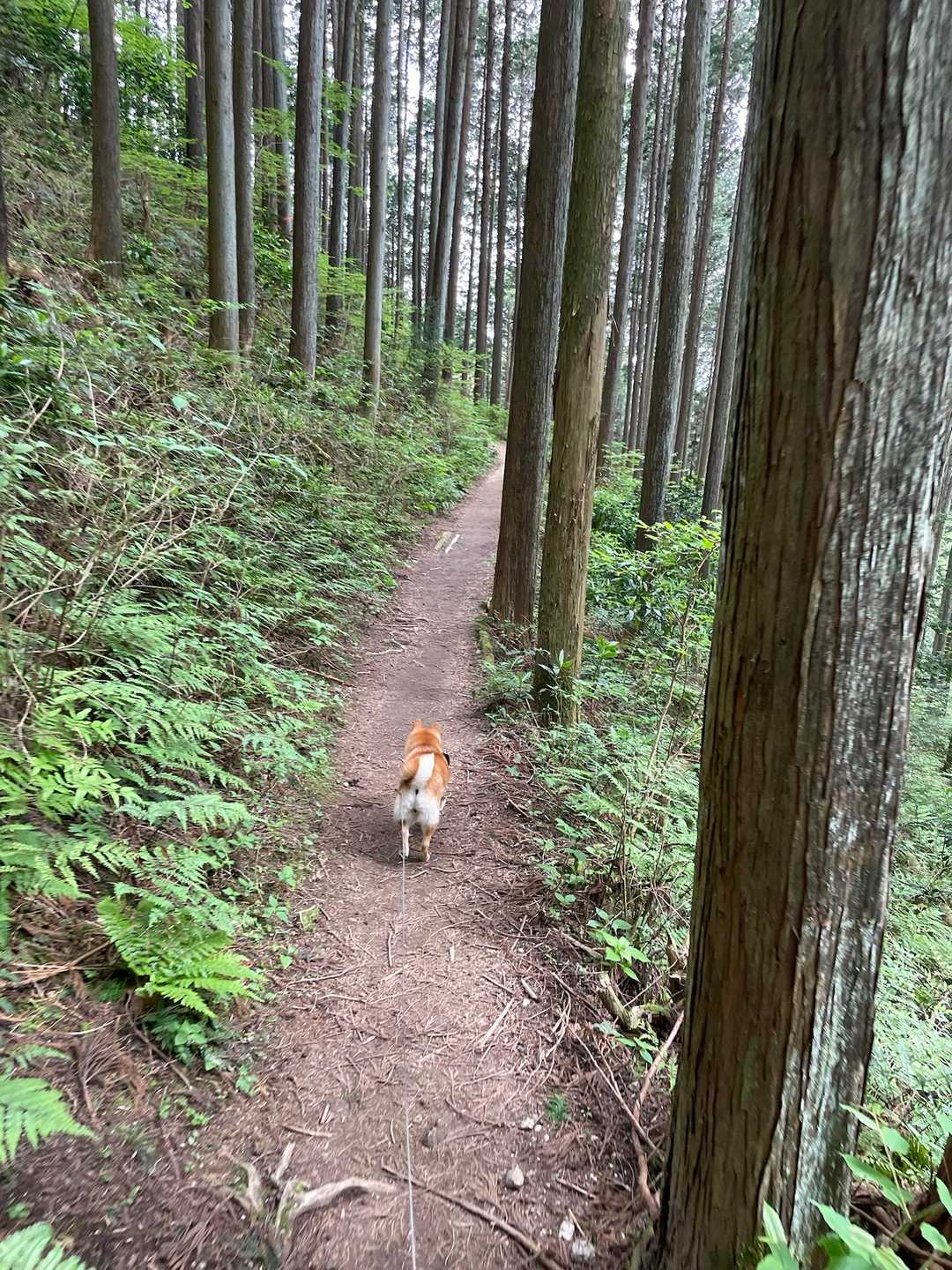 穏やかな道が続きます