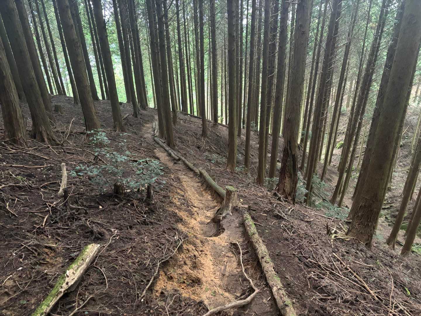 キレイに整備された歩きやすい道を降りて行きます🚶
関係者の皆様、ありがとうございます🙏