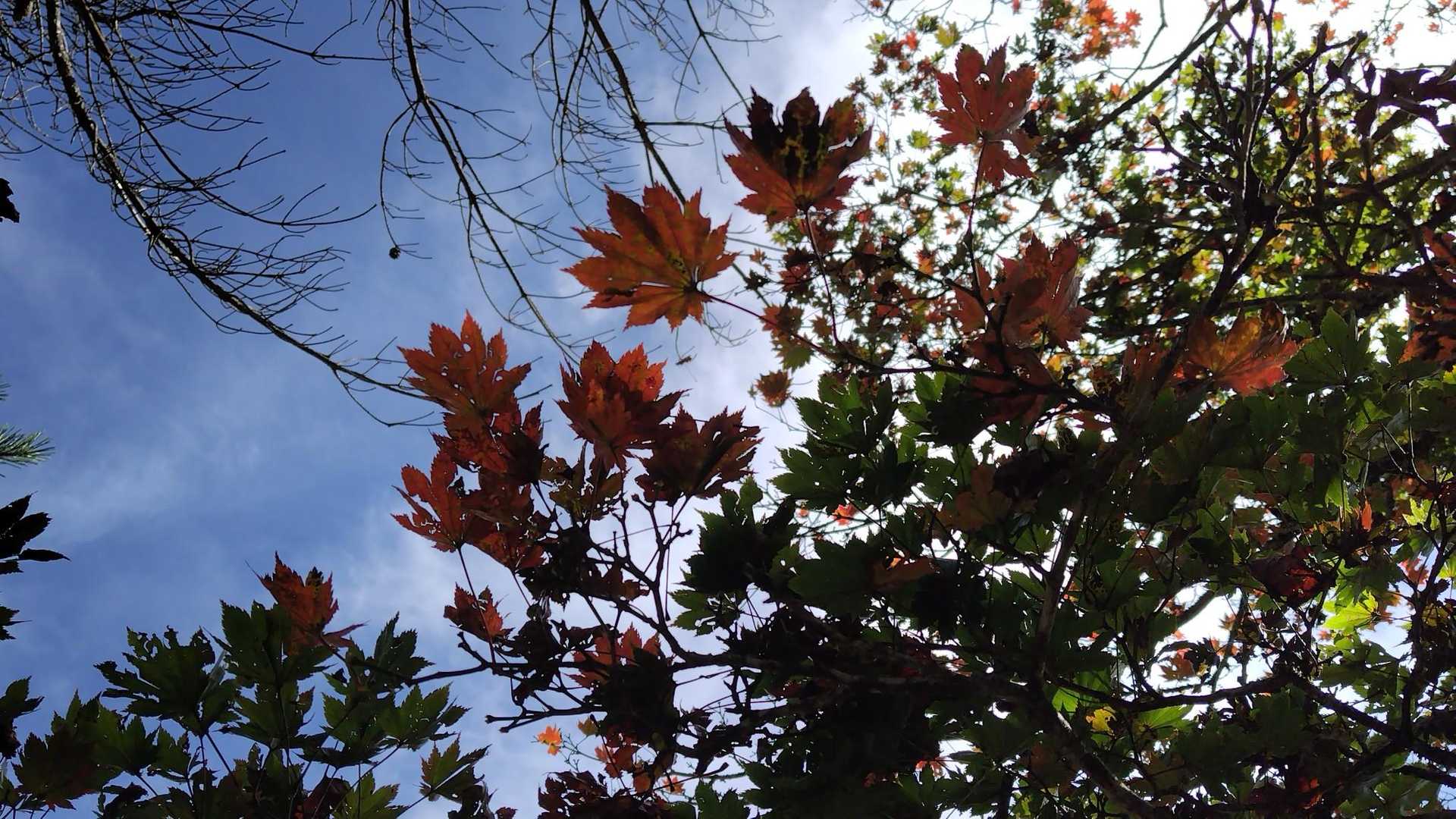 紅葉🍁秋ﾃﾞｽﾈ~

最近
朝晩涼しくなり蚊🦟に刺されｲﾗｲﾗすることが……🤭ｺﾏﾘﾏｽ🦟

この辺が和田北峰ｶﾅ~
山名板あったかな…